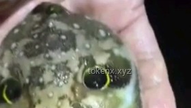 网络热传生物鉴定54：揭秘生物界的奇妙与误解